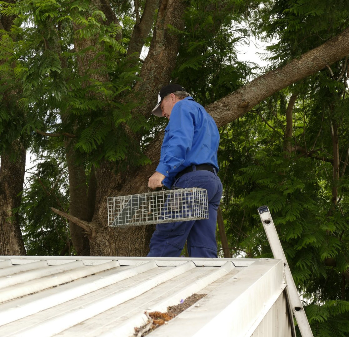 Possum Removal Toowoomba Possum Removal Toowoomba