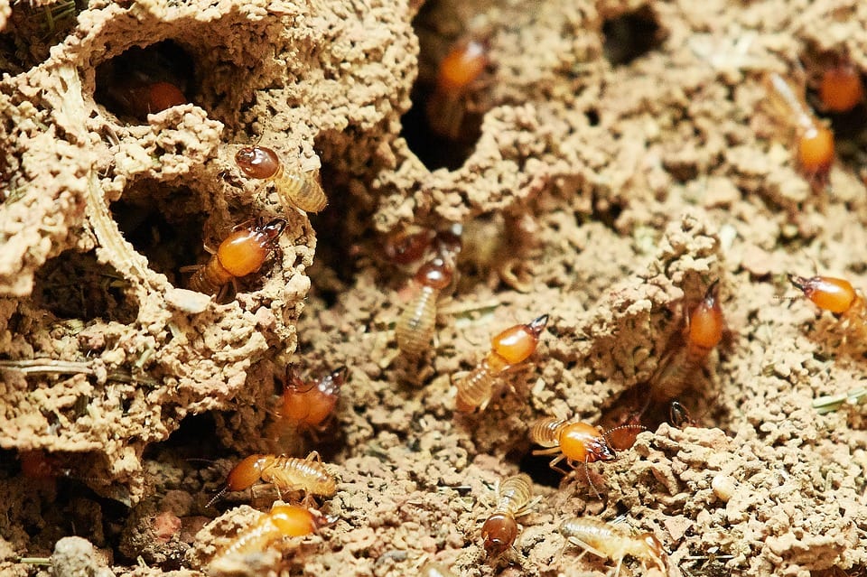 King Arthur Pest Control Termite Treatment