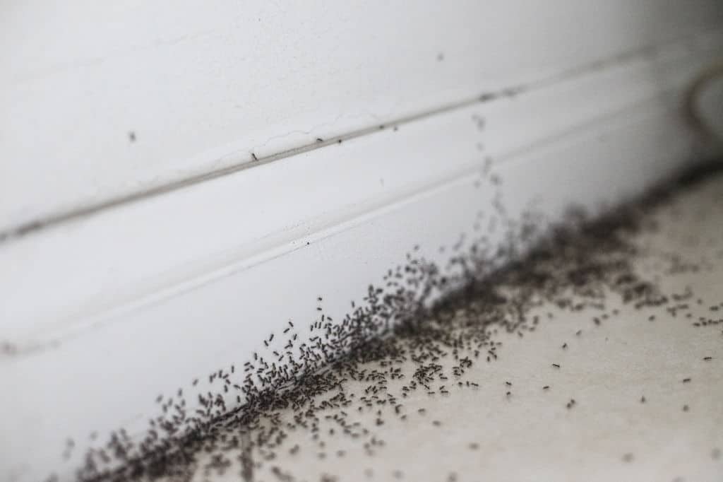 A heavy ant infestation swarms inside a home.