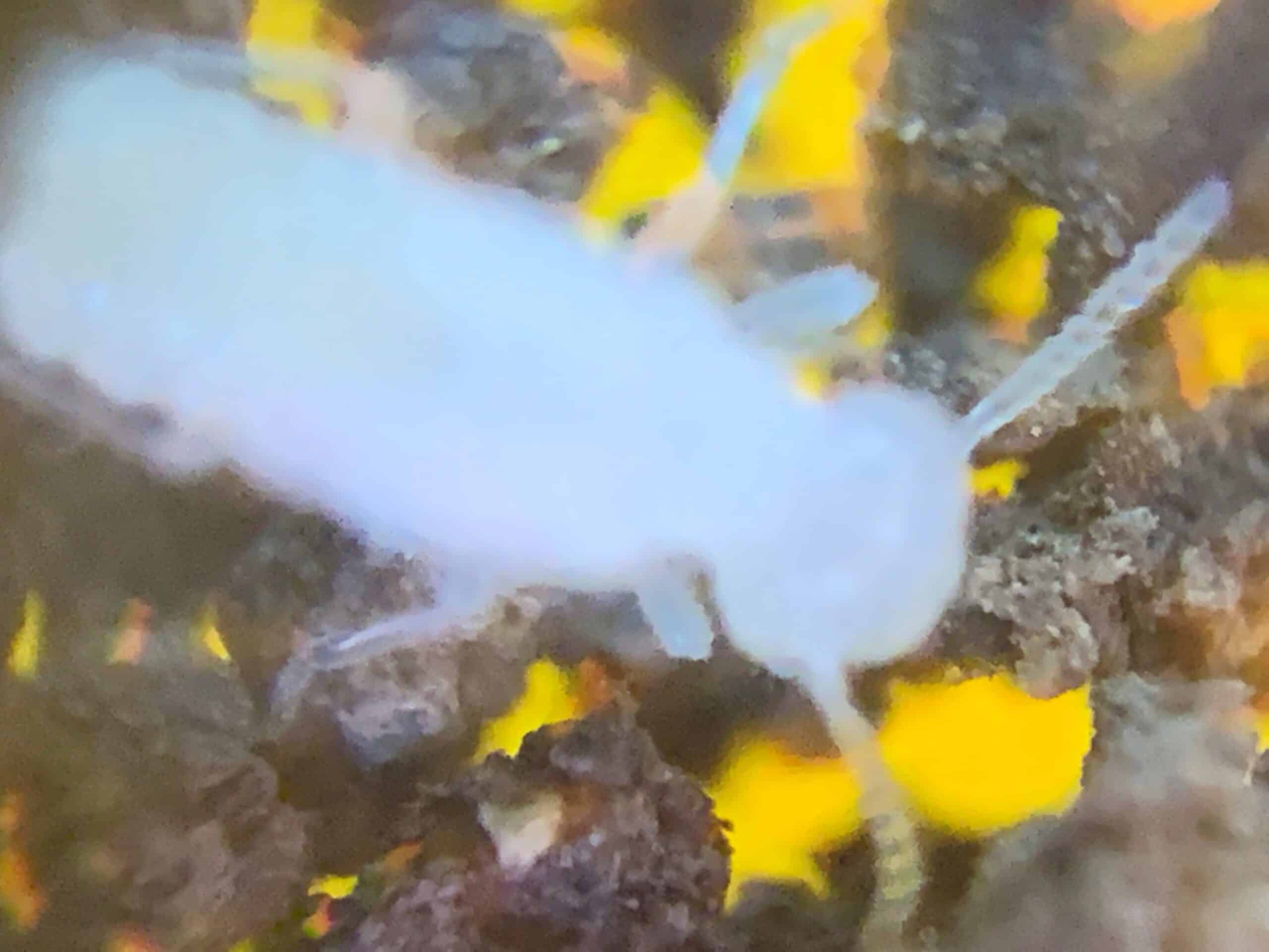 Termite Barrier Toowoomba Termite Barrier Toowoomba