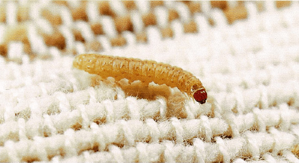 clothes moth larvae