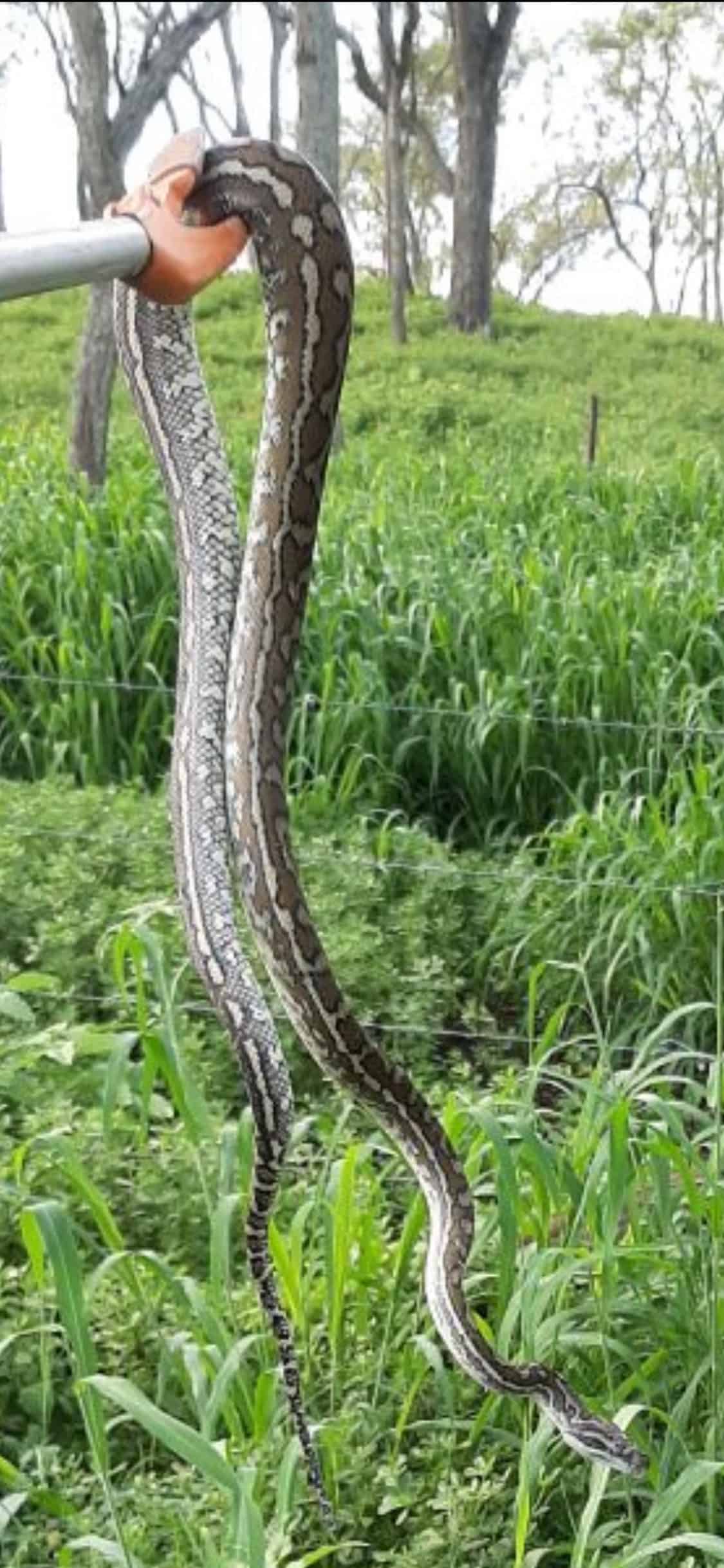 Snake caught in yard