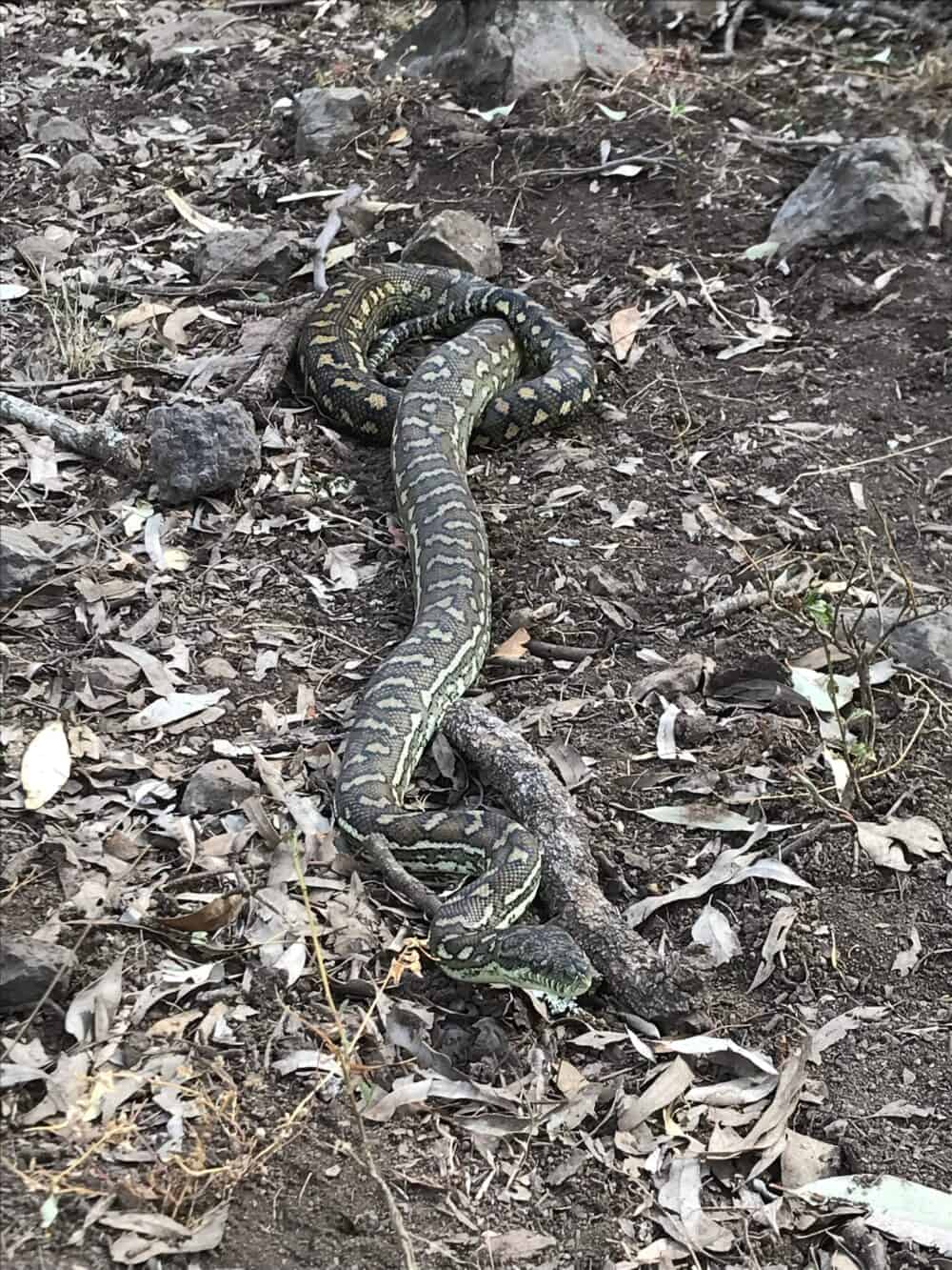 Python in backyard