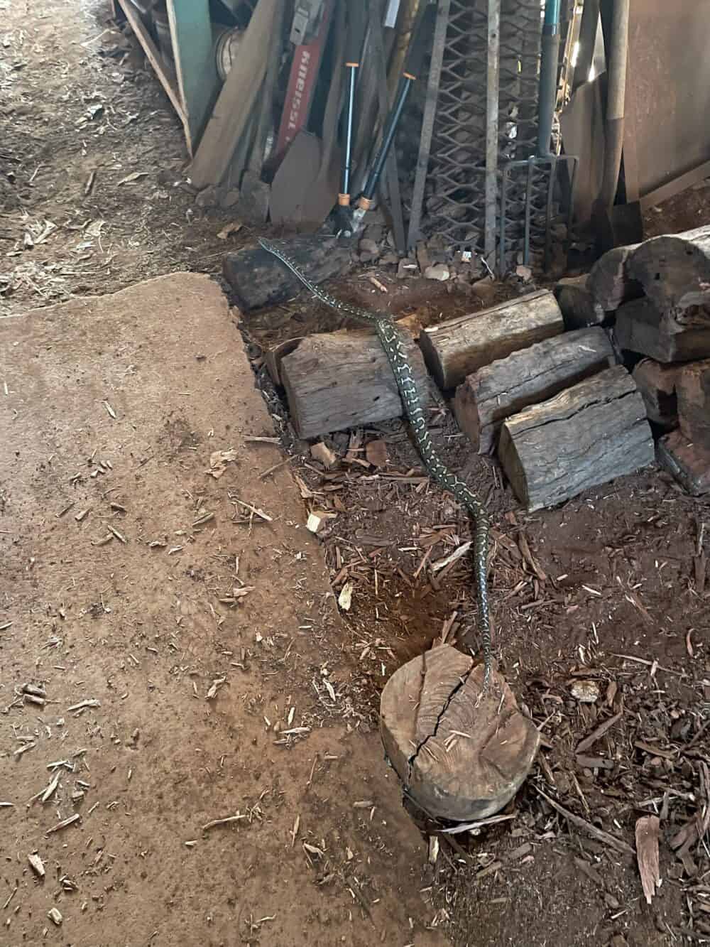 Snake found in shed