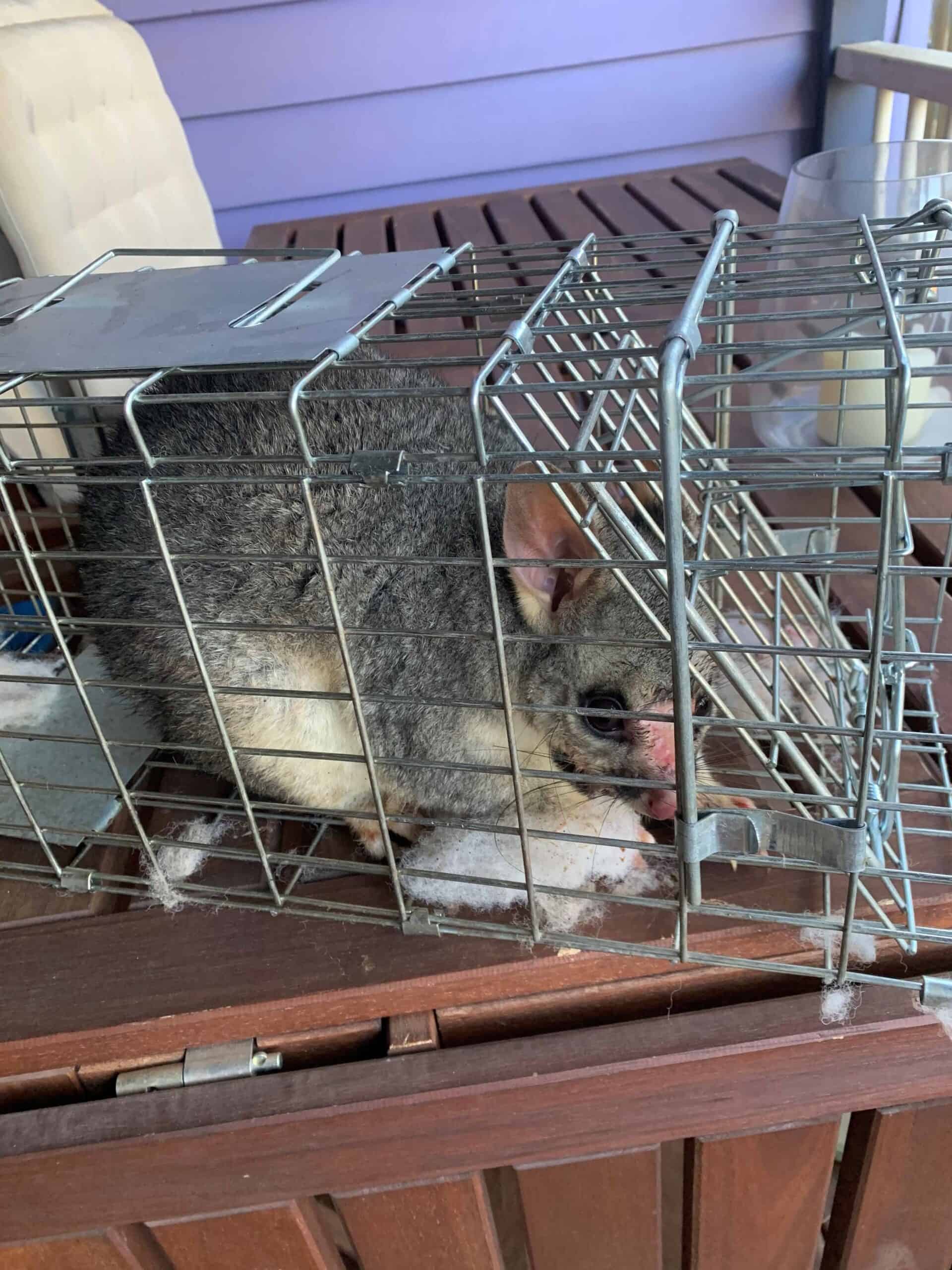 Possum in Cage after removal in Toowoomba