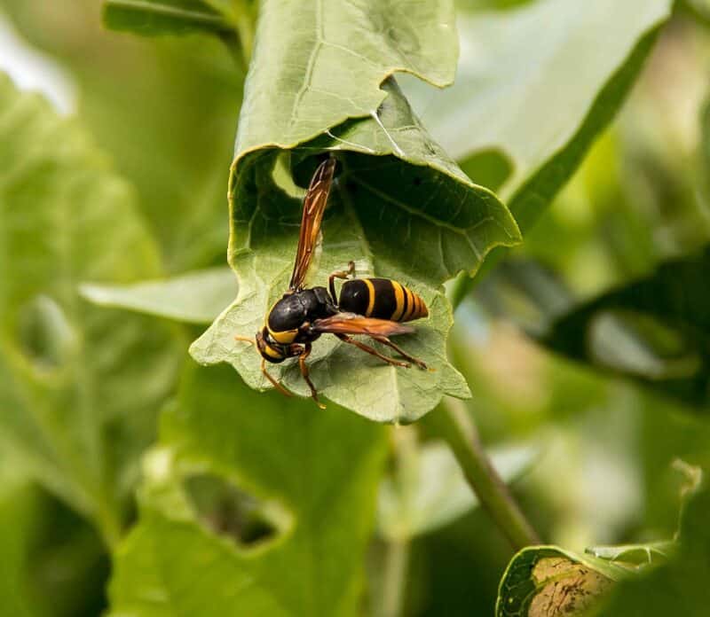 Close up of Wasp on Leaf - Wasp removal services Toowoomba